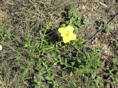 Oenothera hartwegii
