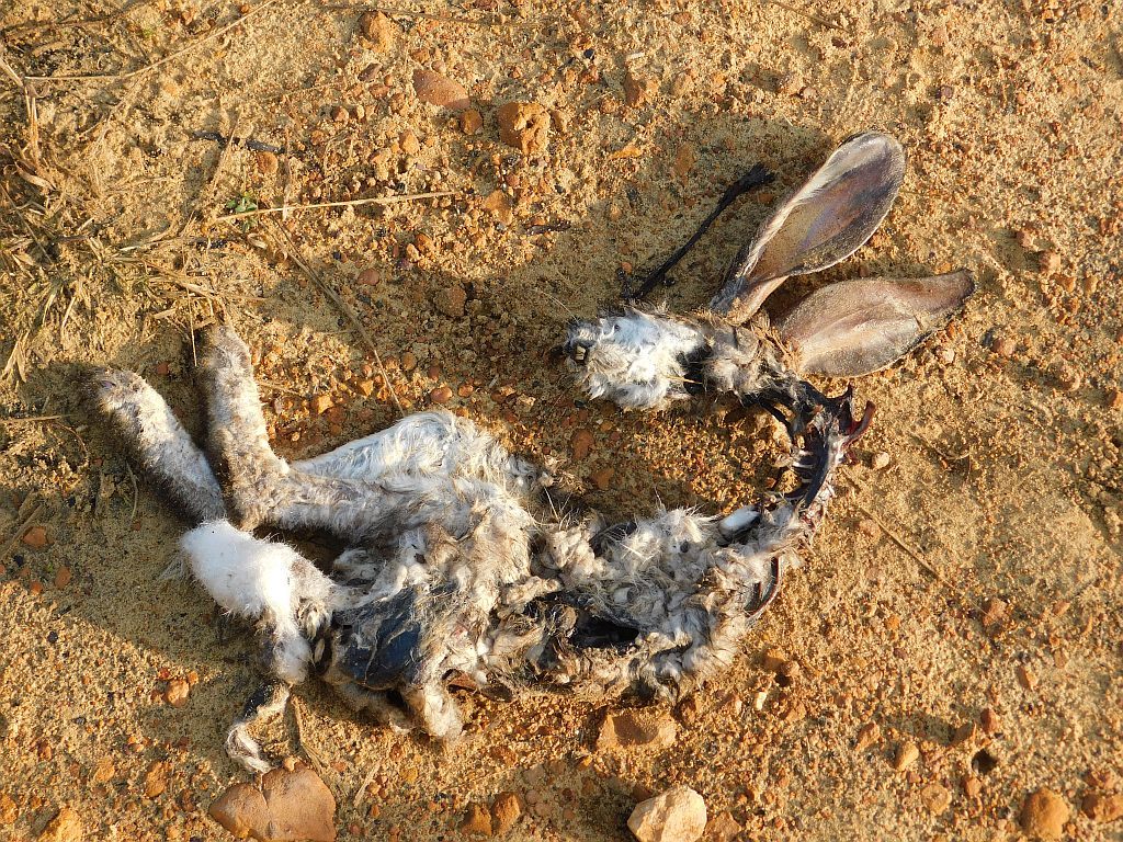 Cape hare