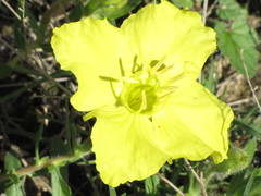 Oenothera hartwegii