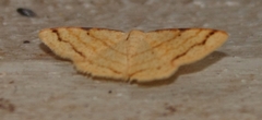 Lomographa indularia