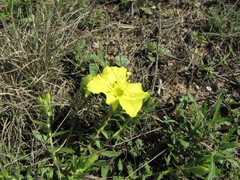 Oenothera hartwegii