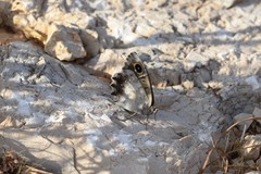 Hipparchia statilinus