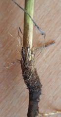 Seseli annuum
