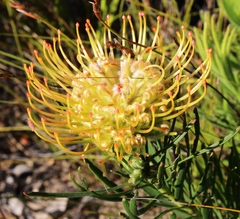 Leucospermum lineare