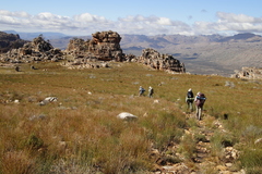 Schoenus pseudoloreus