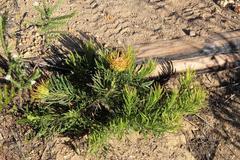 Leucospermum lineare
