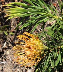 Leucospermum lineare