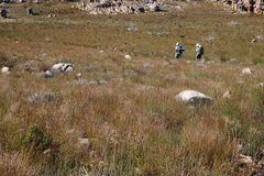 Schoenus pseudoloreus