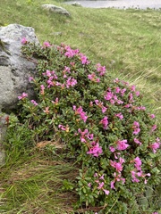 Rhododendron kotschyi