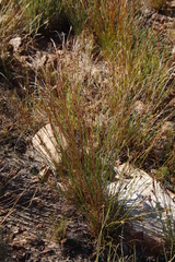 Schoenus pseudoloreus