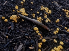 Crucibulum laeve