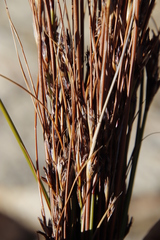 Schoenus pseudoloreus