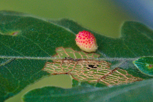 Jewel Oak Gall Wasp photo 4