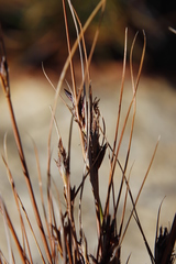 Schoenus pseudoloreus