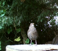 Turdus merula