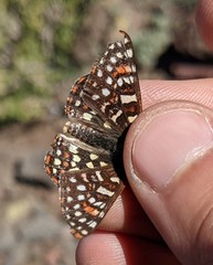 Euphydryas anicia variicolor