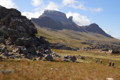 Schoenus pseudoloreus