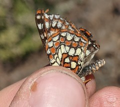 Euphydryas anicia variicolor