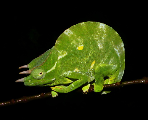Trioceros deremensis