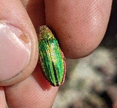 Buprestis adjecta