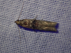 Nephopterix angustella