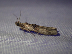 Nephopterix angustella