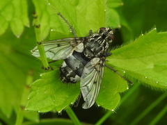 Trixa conspersa