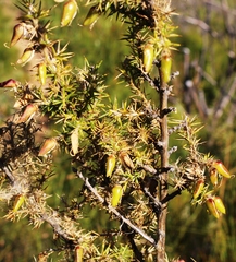 Aspalathus astroites