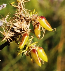 Aspalathus astroites