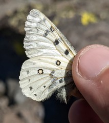 Parnassius behrii