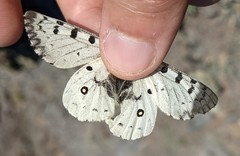 Parnassius behrii