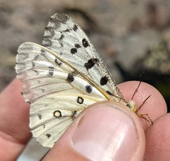 Parnassius behrii