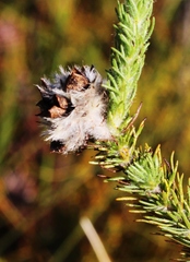 Aspalathus cephalotes violacea