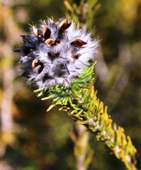 Aspalathus cephalotes violacea