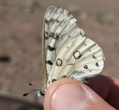 Parnassius behrii