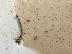 Aedes notoscriptus