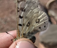 Parnassius behrii