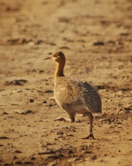 Rhynchotus rufescens