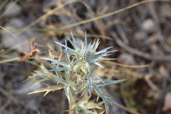 Eryngium amethystinum