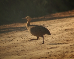 Rhynchotus rufescens