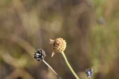 Cephalaria leucantha