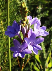 Thereianthus ixioides