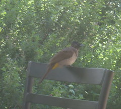 Pycnonotus barbatus layardi