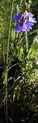 Thereianthus ixioides