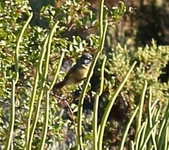 Anthoscopus minutus gigi