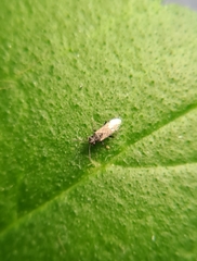 Nysius simulans