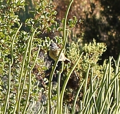 Anthoscopus minutus gigi