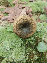 Lactarius atroviridis