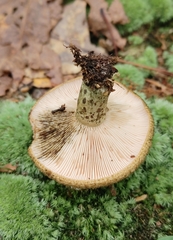 Lactarius atroviridis