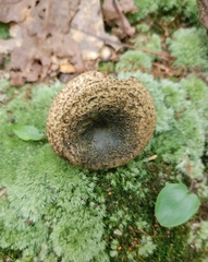 Lactarius atroviridis